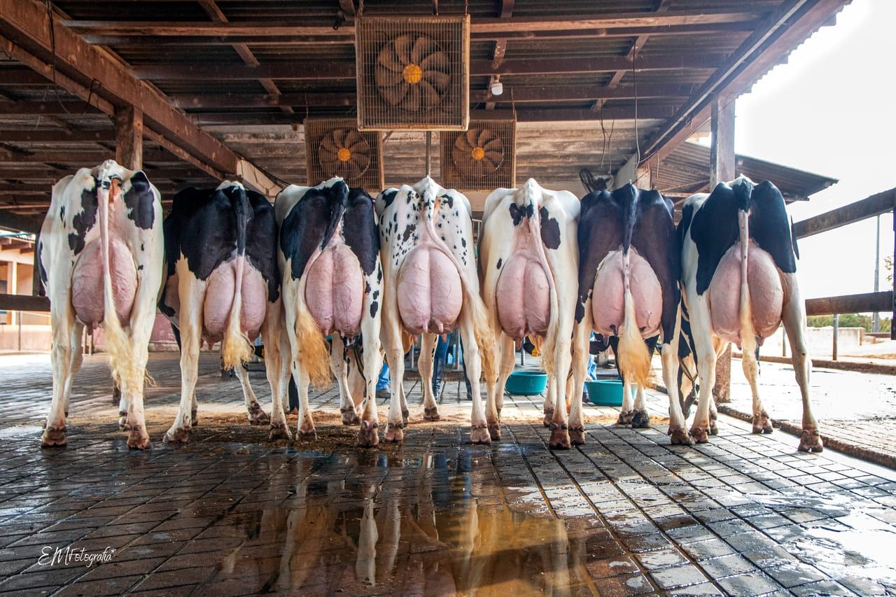 идеальное стадо