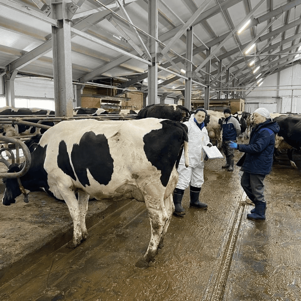 ОТТ в СПК колхоз «Родина»: фундамент долголетия стада