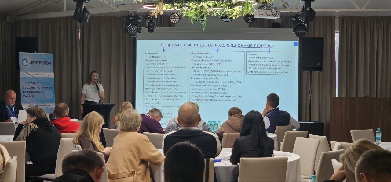 Коровий секрет долголетия: как генетика и кормление улучшают молочное стадо