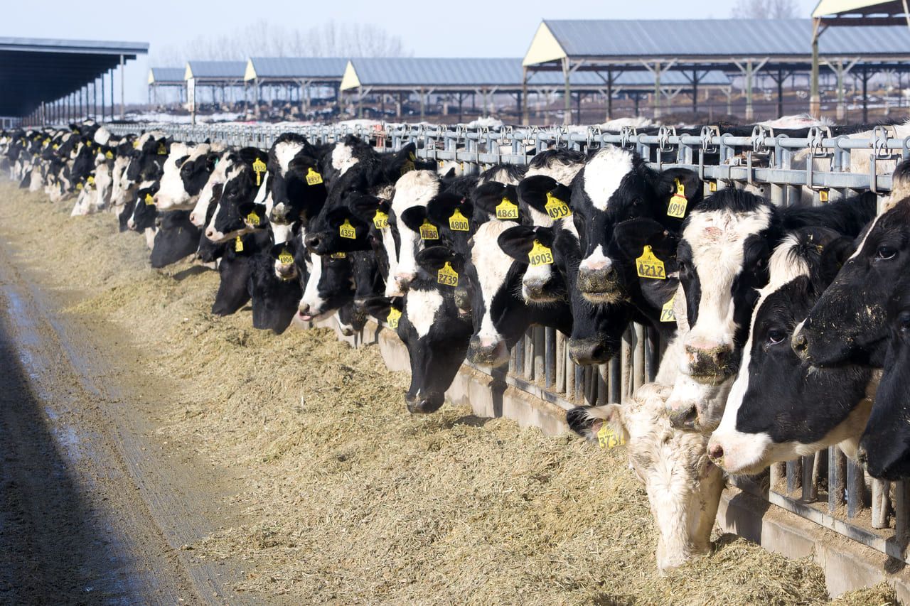 идеальное стадо