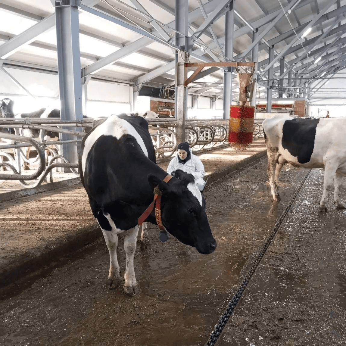 ОТТ в СПК колхоз «Родина»: фундамент долголетия стада