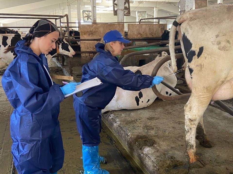 Значение оценки типа телосложения коров и её польза для селекционной работы