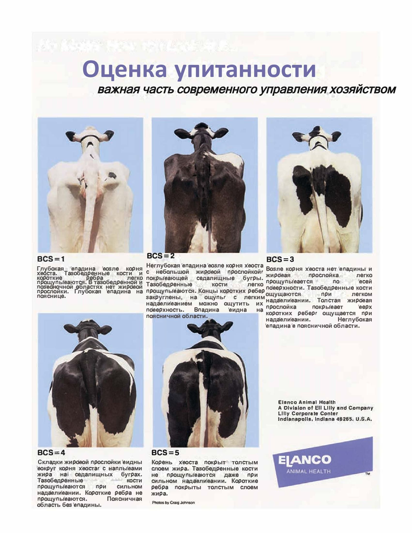 Упитанность молочного скота