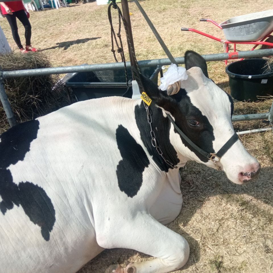 ЦЕНТРПЛЕМ на Молочном форуме в Новгороде